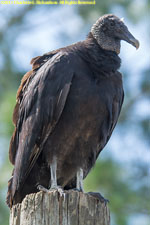 black vulture